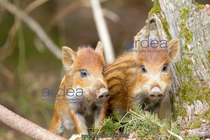 : Wild Boar - babies / piglets. Haute Saone, France : Wild Boar - babies / piglets. Haute Saone, France