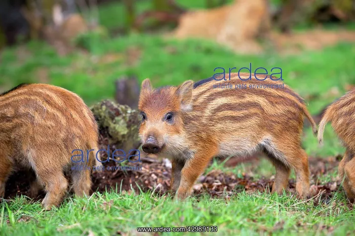 : Wild Boar - babies / piglets. Haute Saone, France : Wild Boar - babies / piglets. Haute Saone, France
