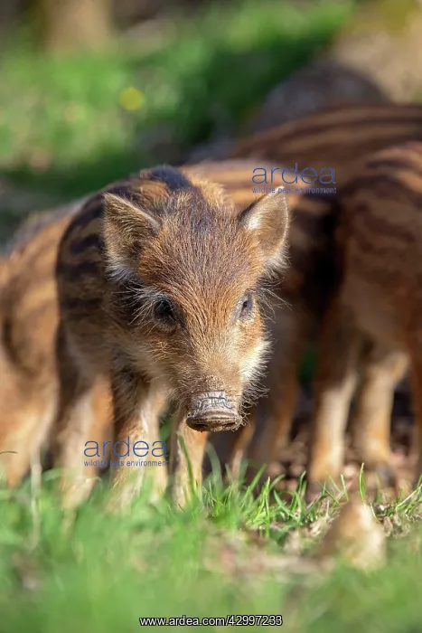 : Wild Boar - babies / piglets. Haute Saone, France : Wild Boar - babies / piglets. Haute Saone, France