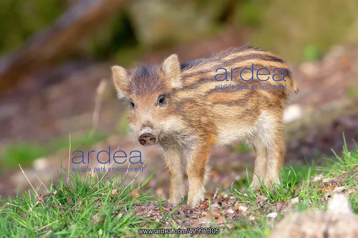 : Wild Boar - baby / piglet. Haute Saone, France : Wild Boar - baby / piglet. Haute Saone, France