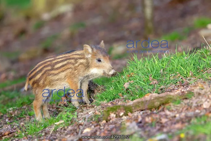 : Wild Boar - baby / piglet. Haute Saone, France : Wild Boar - baby / piglet. Haute Saone, France