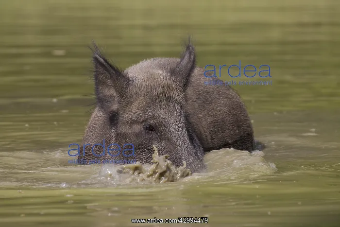 : Wild boar - bathing sow in summer - Germany : Wild boar - bathing sow in summer - Germany