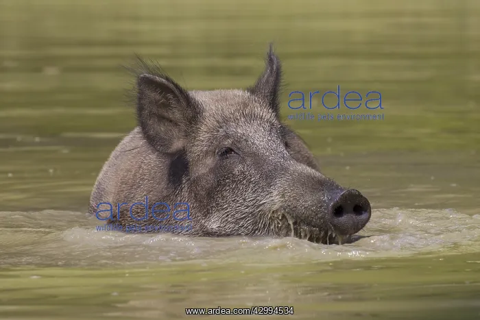 : Wild boar - bathing sow in summer - Germany : Wild boar - bathing sow in summer - Germany