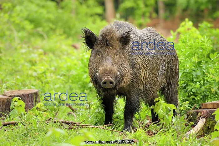 : Wild Boar - boar : Wild Boar - boar