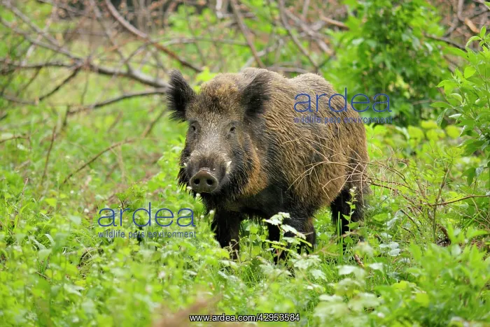 : Wild Boar - boar : Wild Boar - boar