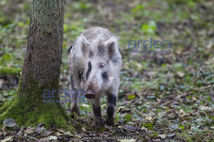 : Wild boar - brindled piglet - Germany : Wild boar - brindled piglet - Germany