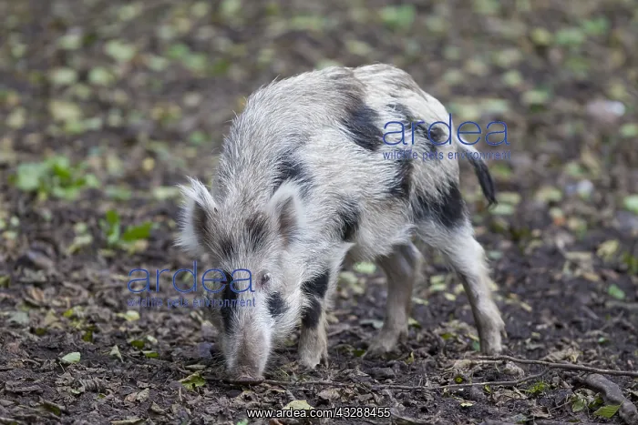 : Wild boar - brindled piglet - Germany : Wild boar - brindled piglet - Germany