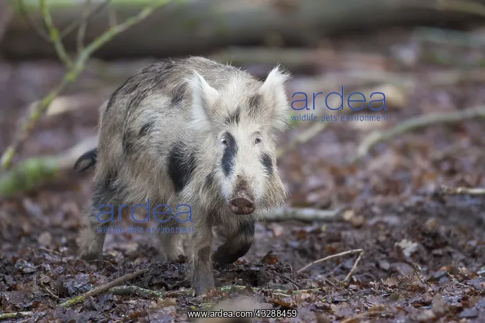 : Wild boar - brindled piglet - Germany : Wild boar - brindled piglet - Germany