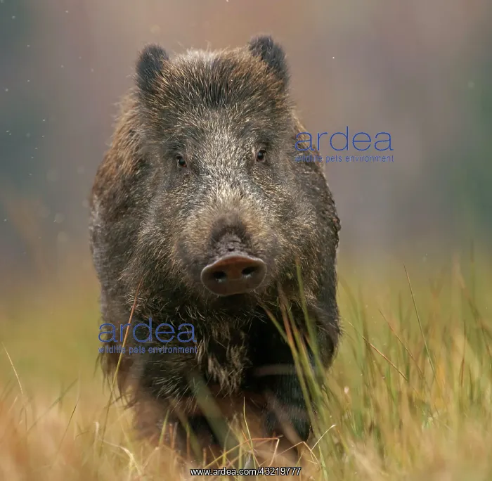 : Wild boar - in captivity, Czech Republic, Europe : Wild boar - in captivity, Czech Republic, Europe