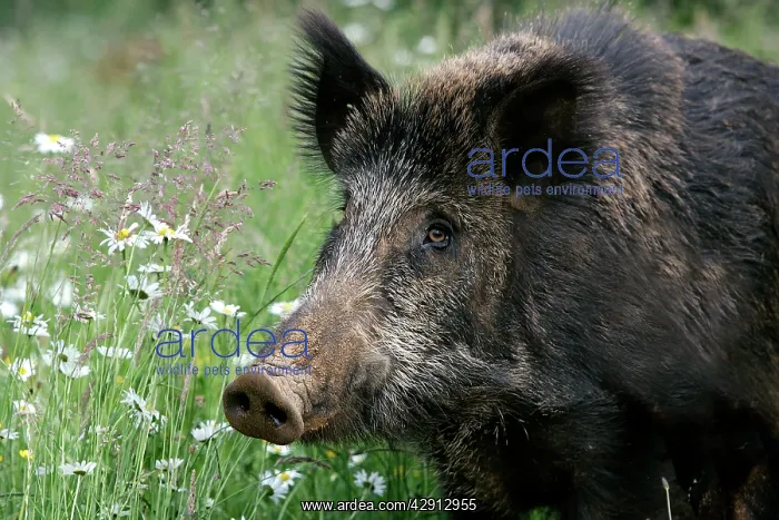 : Wild Boar - close-up : Wild Boar - close-up