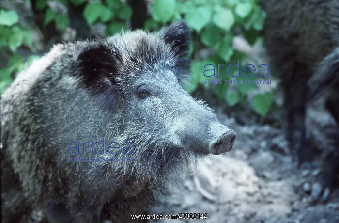 : WILD BOAR - close-up of head : WILD BOAR - close-up of head