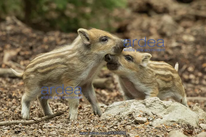 : Wild boar two cubs standing on forest floor playing : Wild boar two cubs standing on forest floor playing