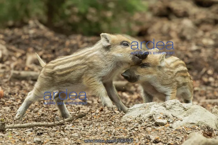 : Wild boar two cubs standing on forest floor playing : Wild boar two cubs standing on forest floor playing