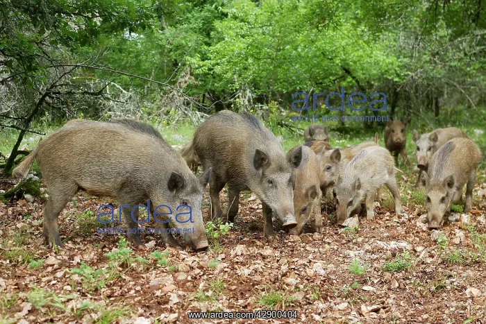 : Wild boar - feeding : Wild boar - feeding