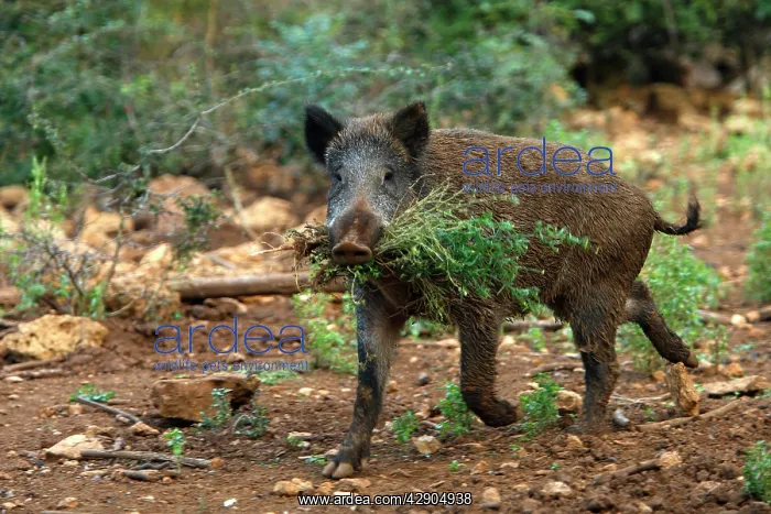 : Wild Boar - female with food in mouth : Wild Boar - female with food in mouth