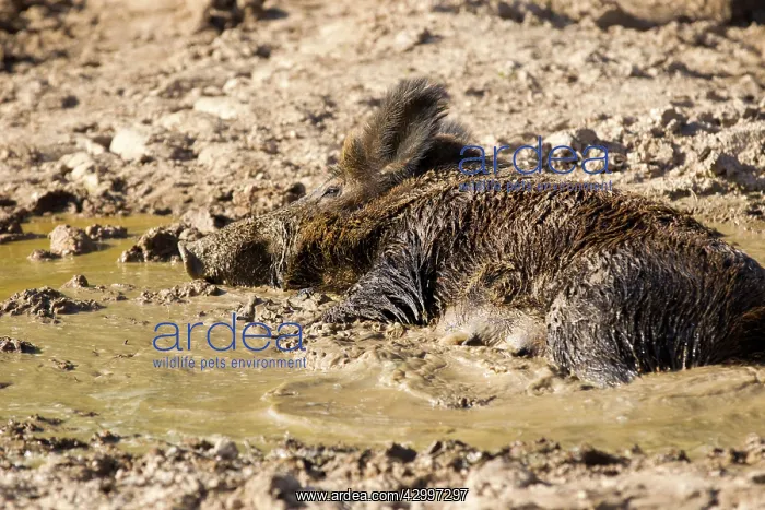 : Wild Boar - female in mud. Haute Saone, France : Wild Boar - female in mud. Haute Saone, France