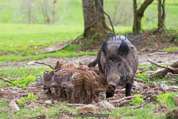 : Wild Boar - female / sow with babies / piglets : Wild Boar - female / sow with babies / piglets