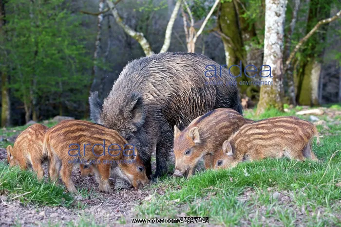 : Wild Boar - female / sow and babies / piglets : Wild Boar - female / sow and babies / piglets