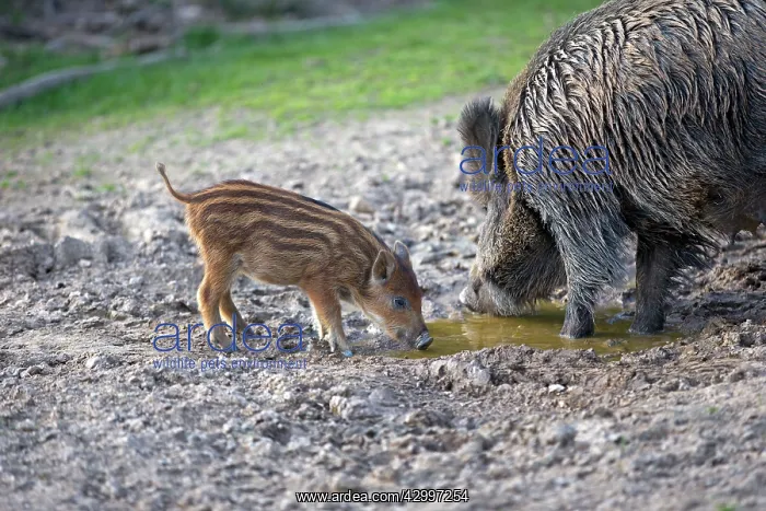 : Wild Boar - female / sow and babies / piglets : Wild Boar - female / sow and babies / piglets