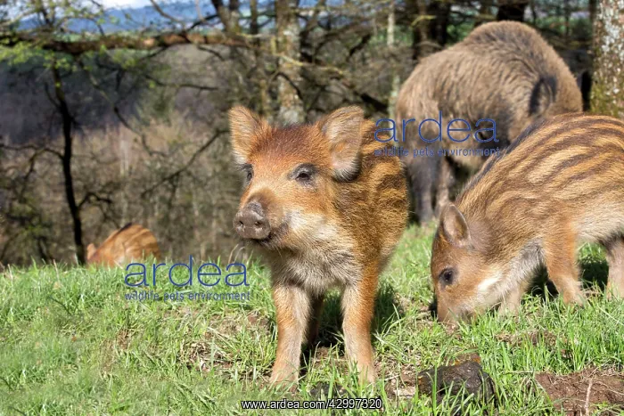  : Wild Boar - female  /  sow and babies  /  piglets