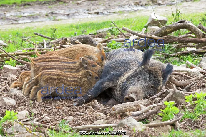 : Wild Boar - female / sow nursing babies / piglets : Wild Boar - female / sow nursing babies / piglets