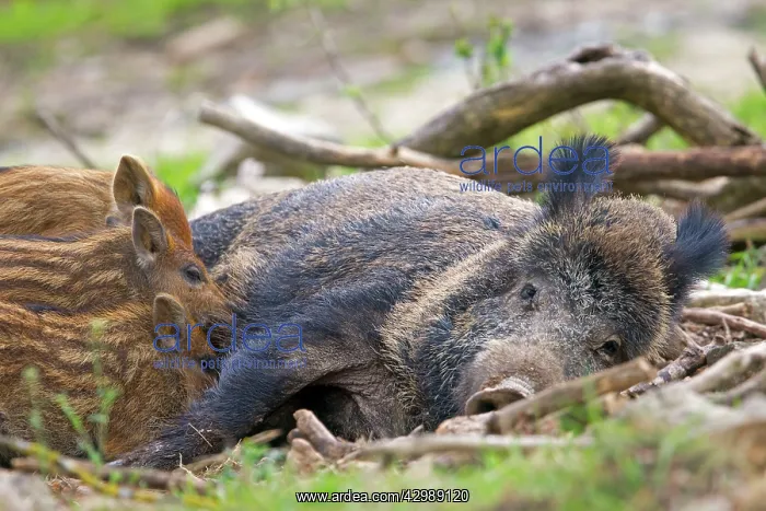 : Wild Boar - female / sow nursing babies / piglets : Wild Boar - female / sow nursing babies / piglets