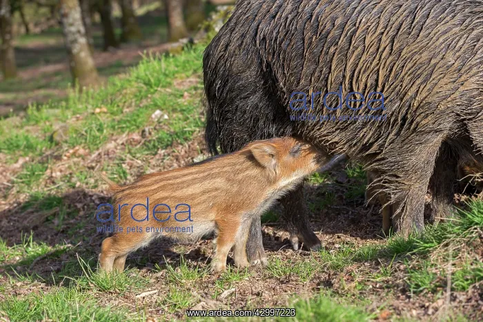  : Wild Boar - female  /  sow nursing babies  /  piglets