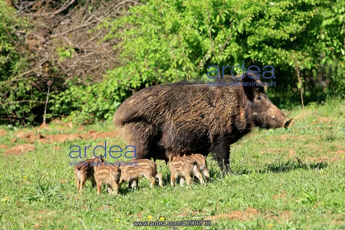 : Wild Boar - female with young : Wild Boar - female with young