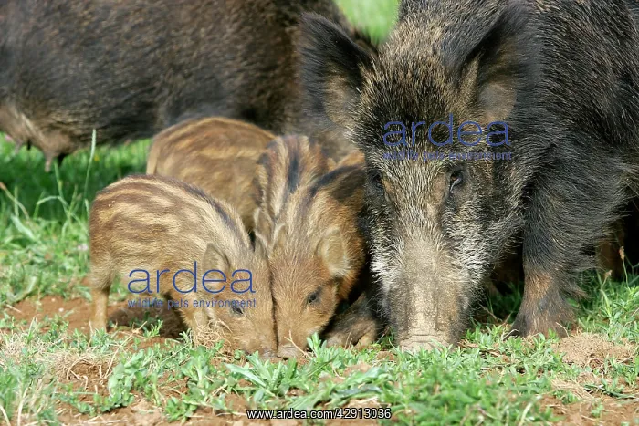 : Wild Boar - female with young : Wild Boar - female with young