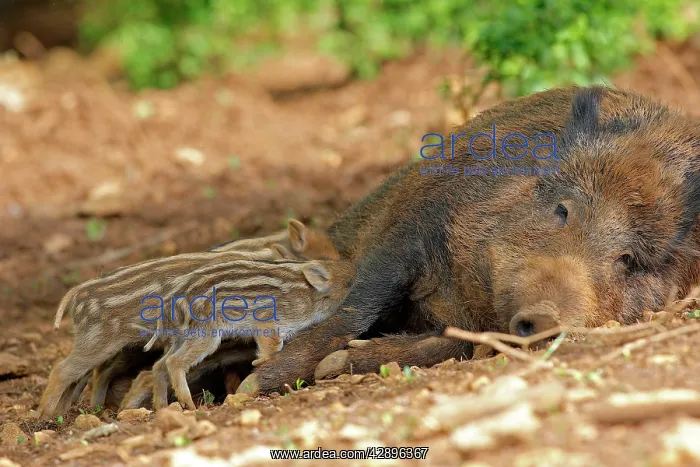 : Wild Boar - female with young feeding : Wild Boar - female with young feeding