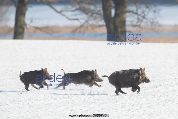 : Wild Boar - fleeing sow with piglets in snow, winter : Wild Boar - fleeing sow with piglets in snow, winter
