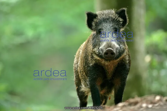 : Wild Boar - in forest : Wild Boar - in forest