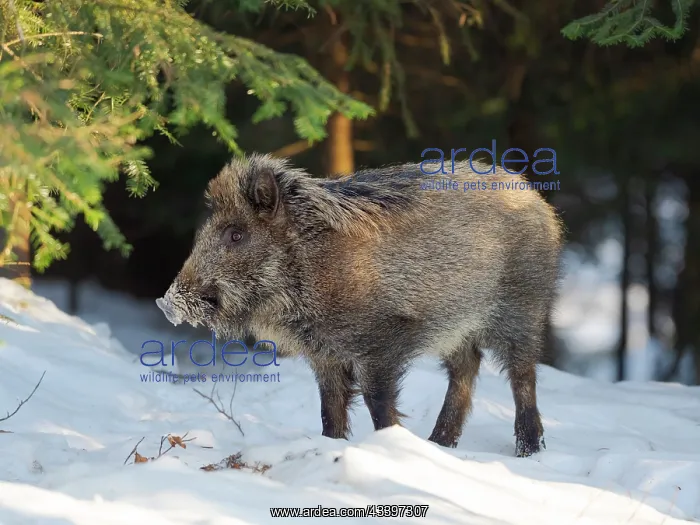 : Wild boar in forest during winter. National Park : Wild boar in forest during winter. National Park