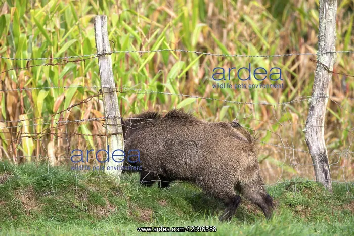 : Wild Boar - going through wire fence. Vesoul : Wild Boar - going through wire fence. Vesoul