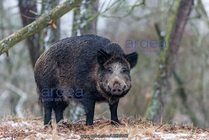 : Wild Boar. Haute Saone, France : Wild Boar. Haute Saone, France