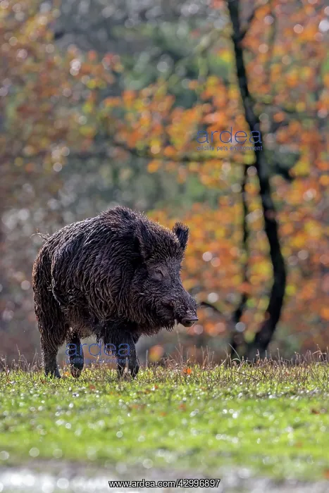 : Wild Boar. Haute Saone, France : Wild Boar. Haute Saone, France