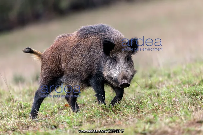 : Wild Boar. Haute Saone, France : Wild Boar. Haute Saone, France