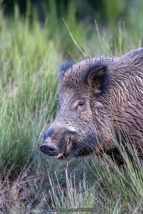: Wild Boar. Haute Saone, France : Wild Boar. Haute Saone, France