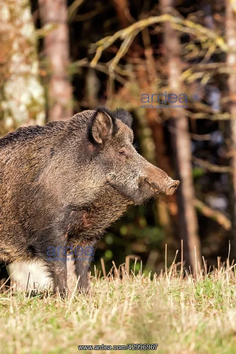 : Wild Boar. Haute Saone, France : Wild Boar. Haute Saone, France