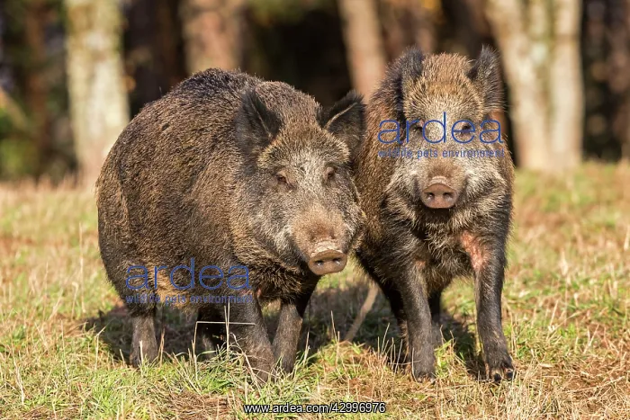 : Wild Boar. Haute Saone, France : Wild Boar. Haute Saone, France