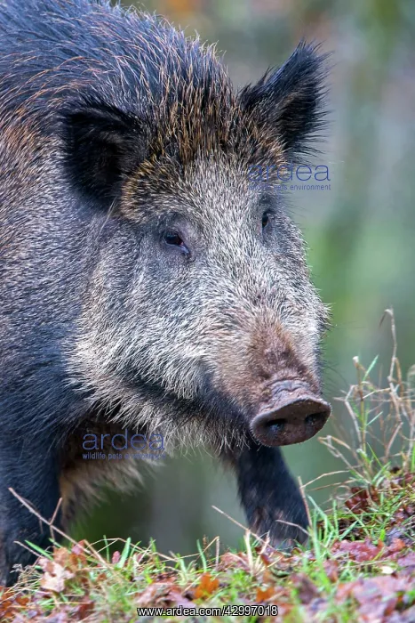 : Wild Boar. Haute Saone, France : Wild Boar. Haute Saone, France