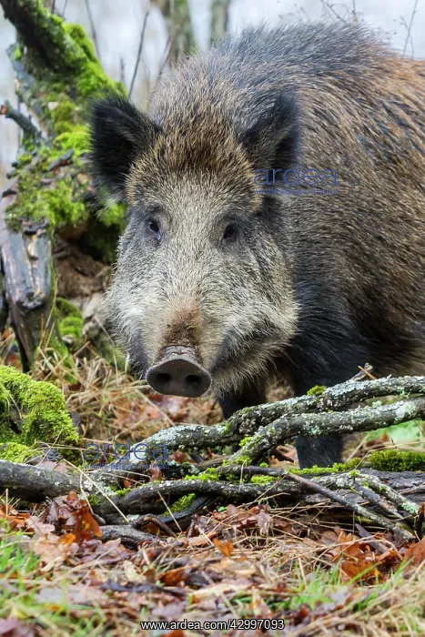 : Wild Boar. Haute Saone, France : Wild Boar. Haute Saone, France