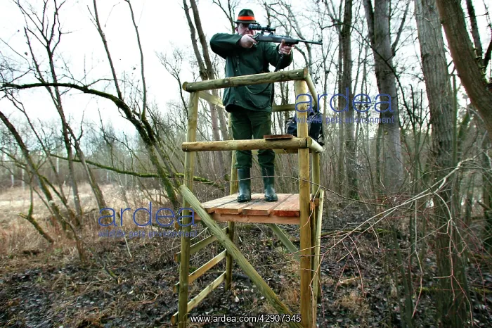 : Wild Boar Hunting - man with gun : Wild Boar Hunting - man with gun