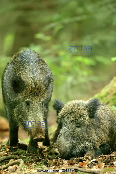 : Wild Boar - one individual approaching resting : Wild Boar - one individual approaching resting