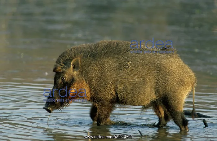 : Wild Boar - in jungle pond : Wild Boar - in jungle pond