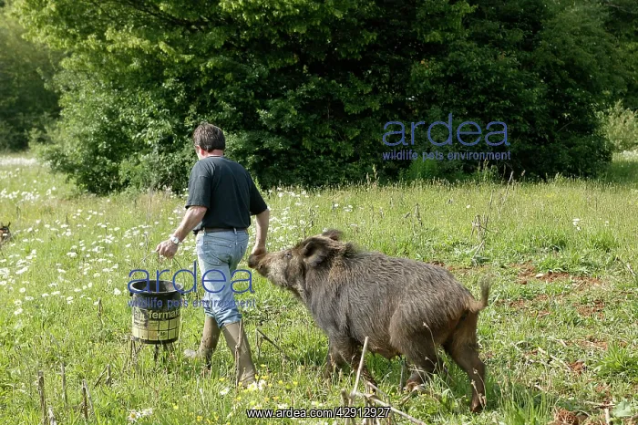 : Wild Boar - with keeper : Wild Boar - with keeper