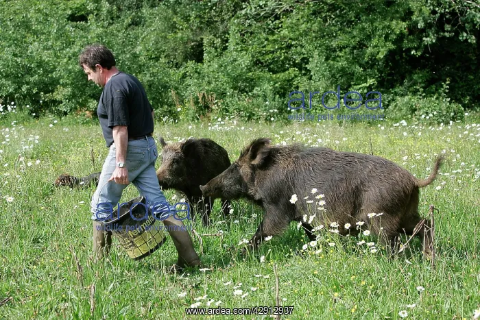 : Wild Boar - with keeper : Wild Boar - with keeper