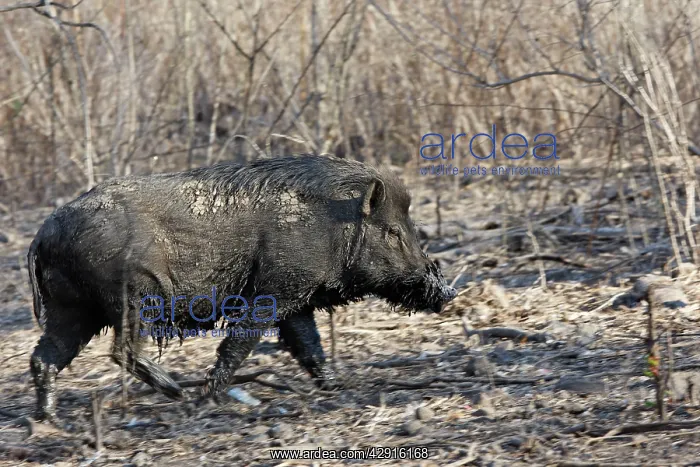 : Wild Boar on Komodo island : Wild Boar on Komodo island