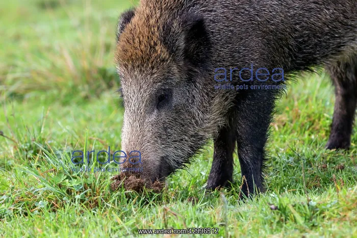 : Wild Boar - looking for worms. Vesoul, Haute : Wild Boar - looking for worms. Vesoul, Haute