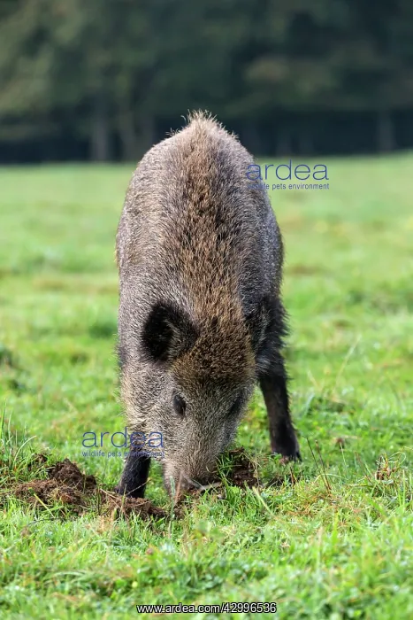 : Wild Boar - looking for worms. Vesoul, Haute : Wild Boar - looking for worms. Vesoul, Haute